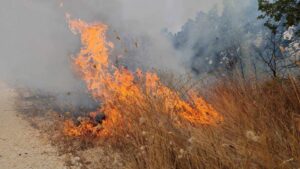 Уапсена e жена во Дебарско, предизвика пожар на сува трева