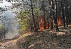 Нема активни пожари, еден е под контрола, а изгаснати се 17 пожари